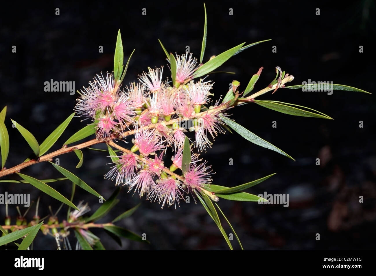 Honey-myrtle/Paperbark- Melaleuca- Family Myrtaceae Stock Photo