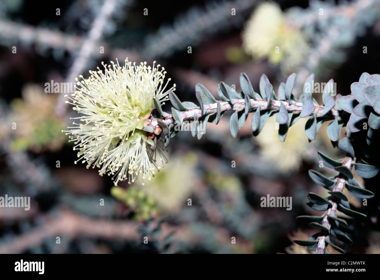 Honey-myrtle/Paperbark- Melaleuca depressa- Family Myrtaceae Stock Photo