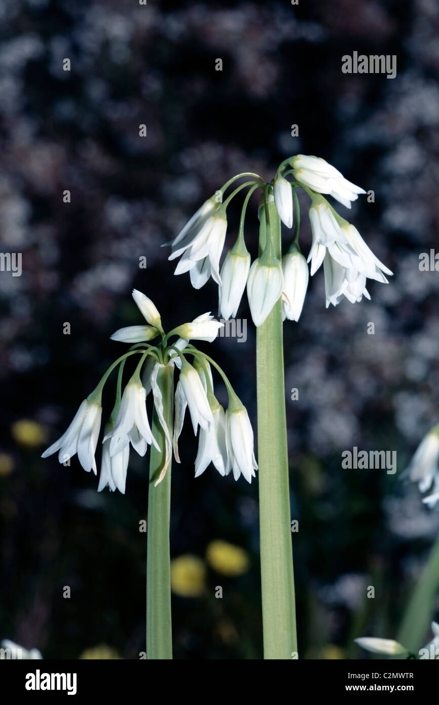 Garlic flowers / Triquestrous garlic -Allium triquestrum-  Family Alliaceae Stock Photo