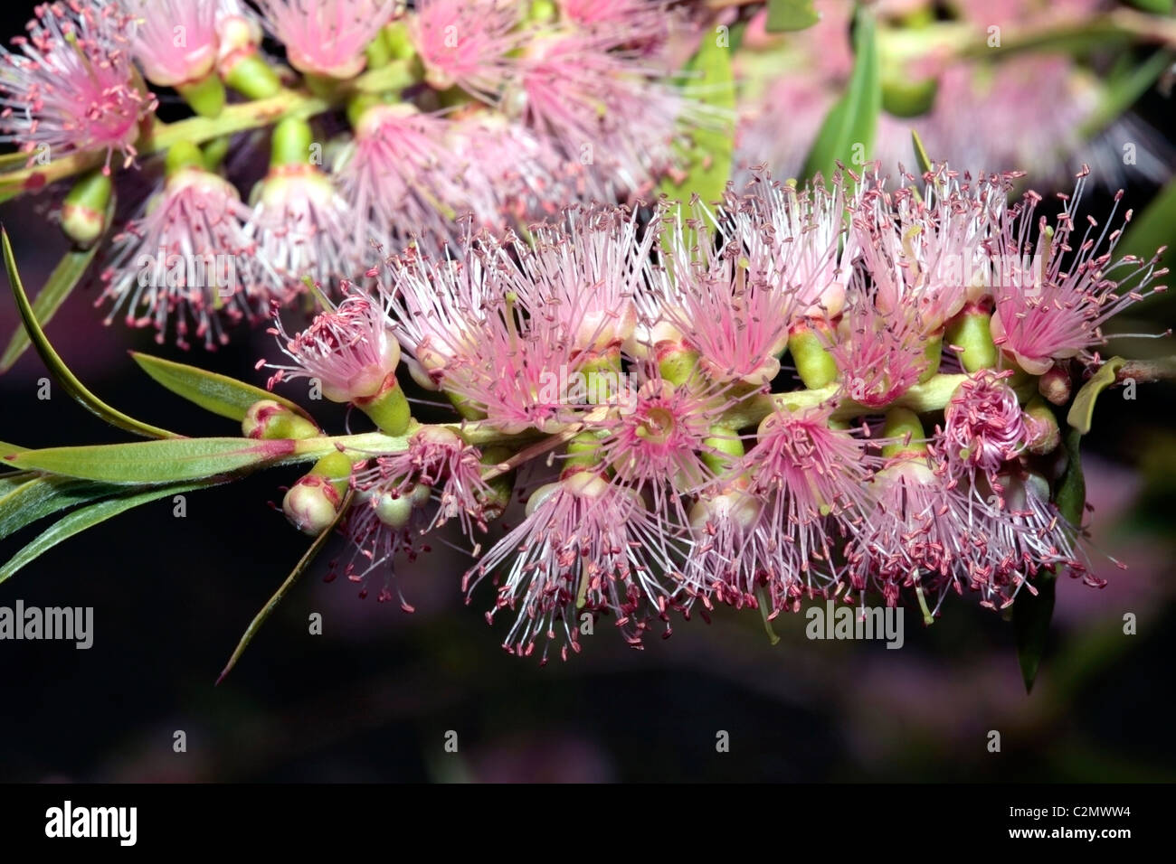 Honey-myrtle/Paperbark- Melaleuca flowers - Family Myrtaceae Stock Photo