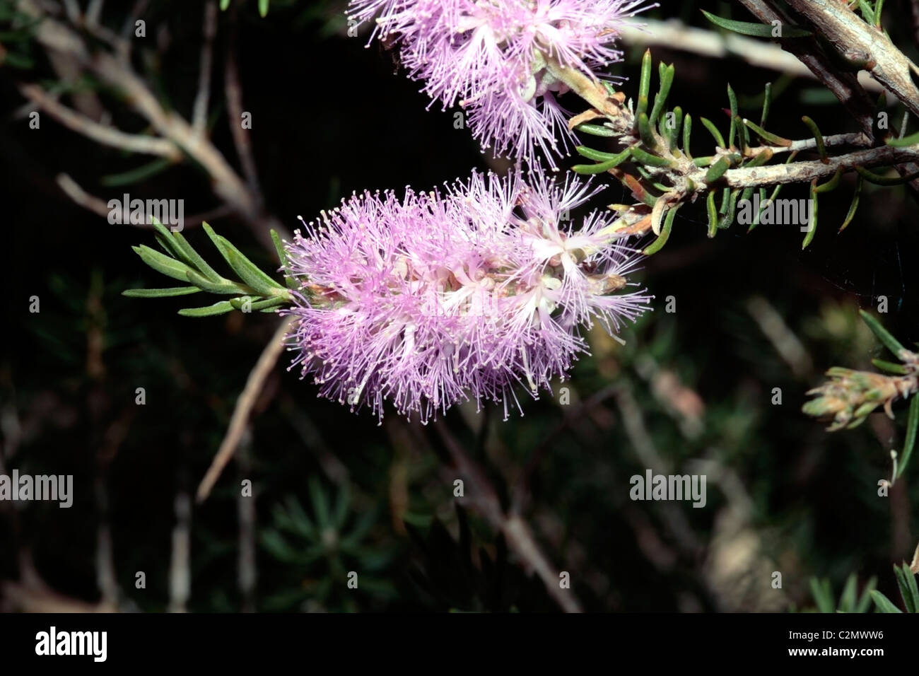 Honey-myrtle/Paperbark- Melaleuca subfalcata [bracystachya]- Family Myrtaceae Stock Photo