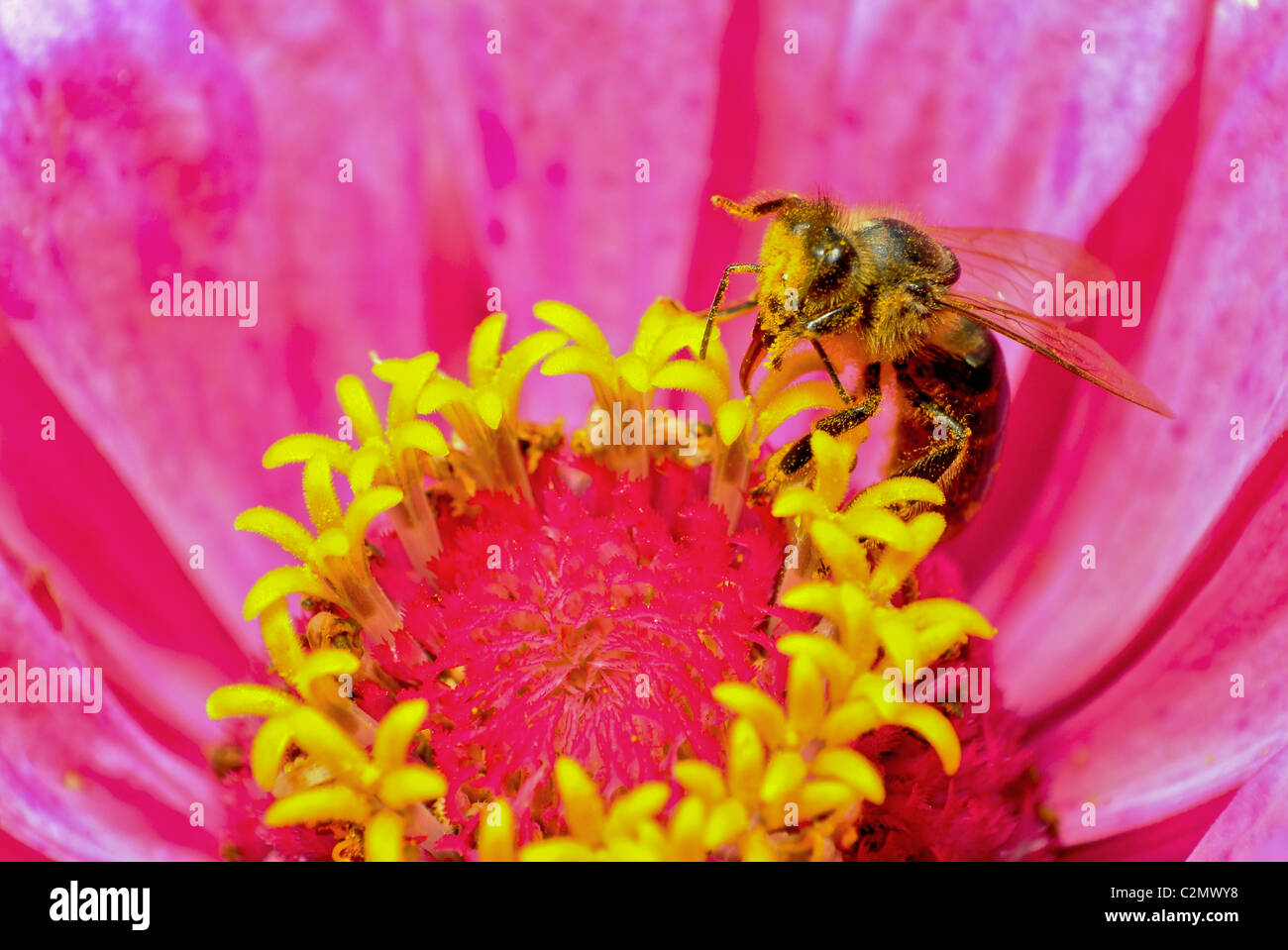 Bee, Flowers, macro, insect, background, nature, vegetation, red ...