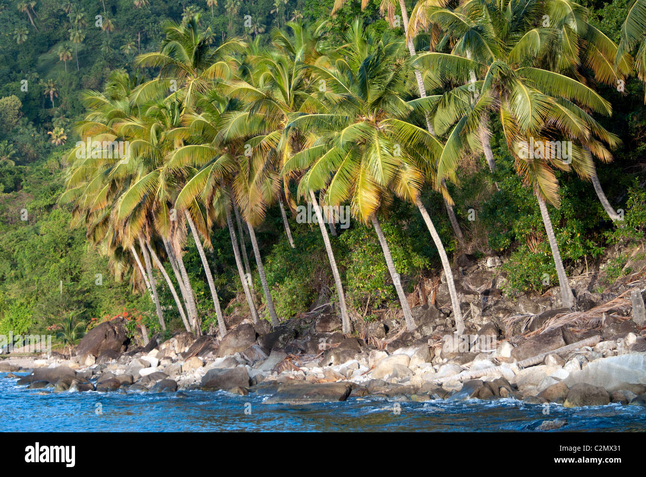 Palm Trees at the base of the Petit Piton, St. Lucia Stock Photo