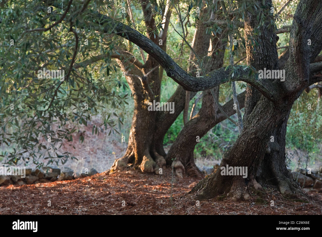 Olive tree, island Ugljan, Dalmatia, Croatia Stock Photo