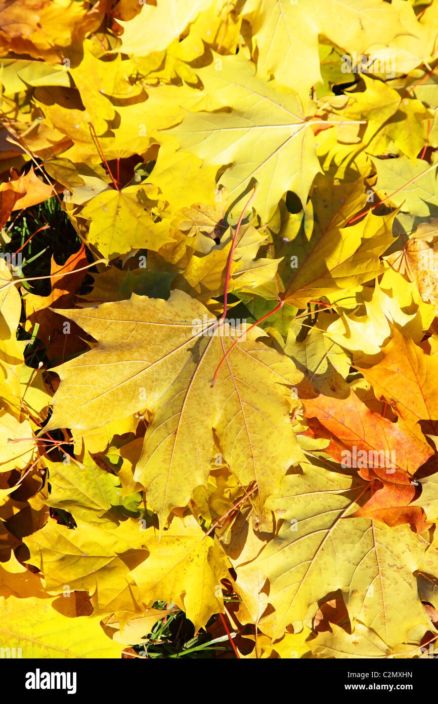 yellow leaves on the ground Stock Photo - Alamy