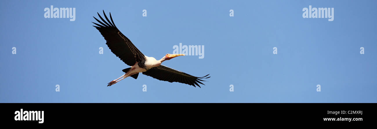 Painted stork Andhra Pradesh South India Stock Photo