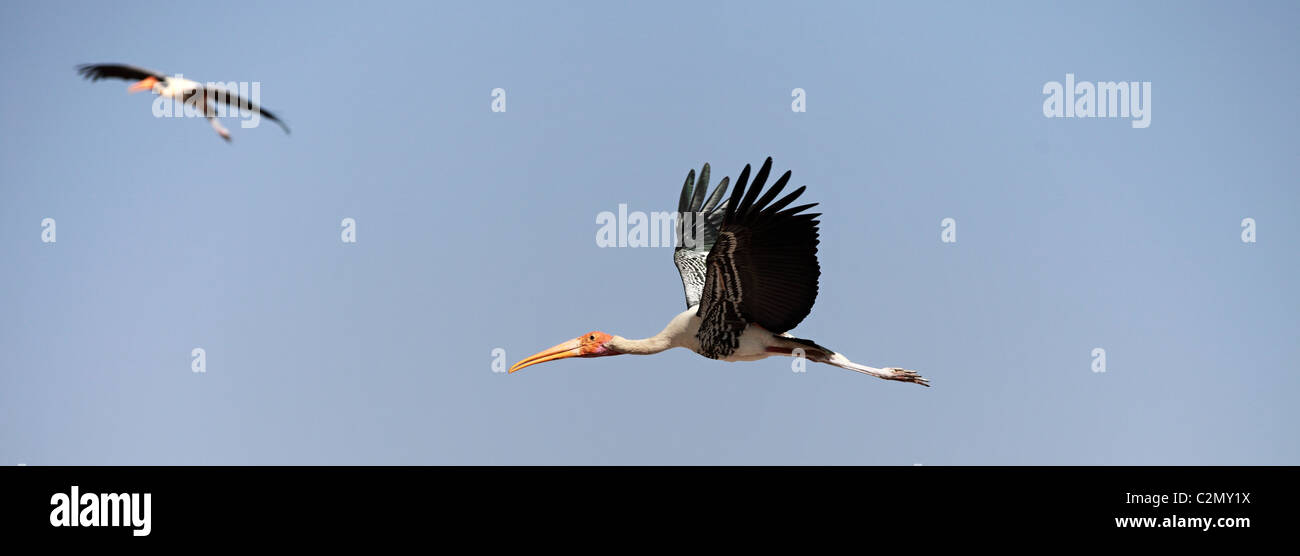 Painted stork Andhra Pradesh South India Stock Photo