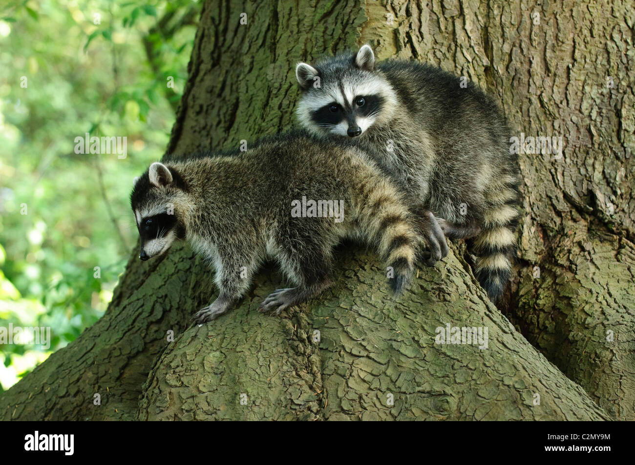 Two young Northern raccoons (Procyon lotor) in a tree, Stanley Park, Vancouver, Canada Stock Photo