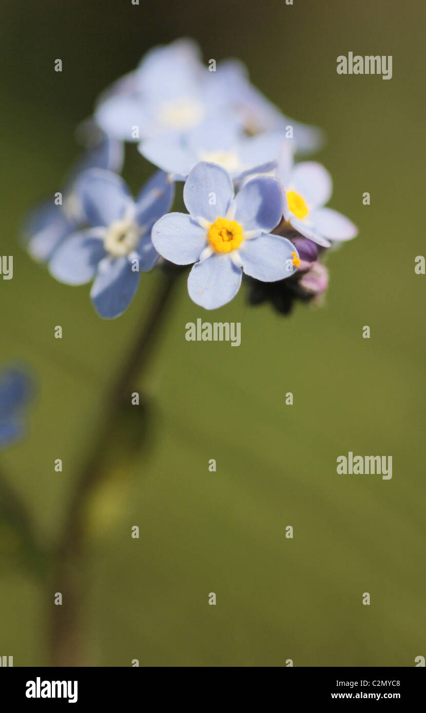 Forget-me-not Myosotis palustris Stock Photo