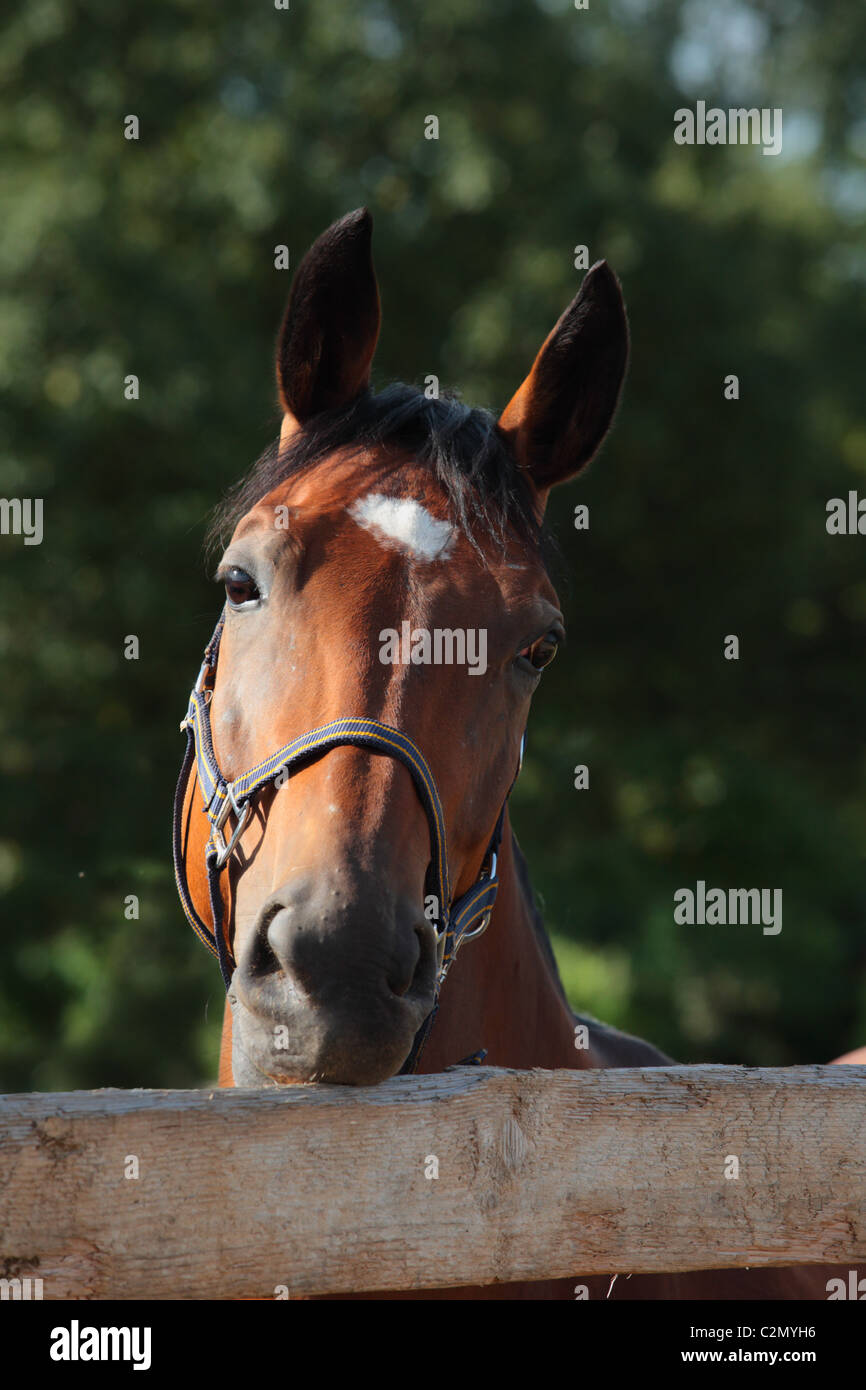 Biting fence hires stock photography and images Alamy