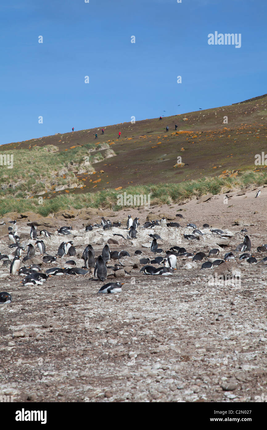 Small gentoo colony on Steeple Jason Island, West Falklands Stock Photo