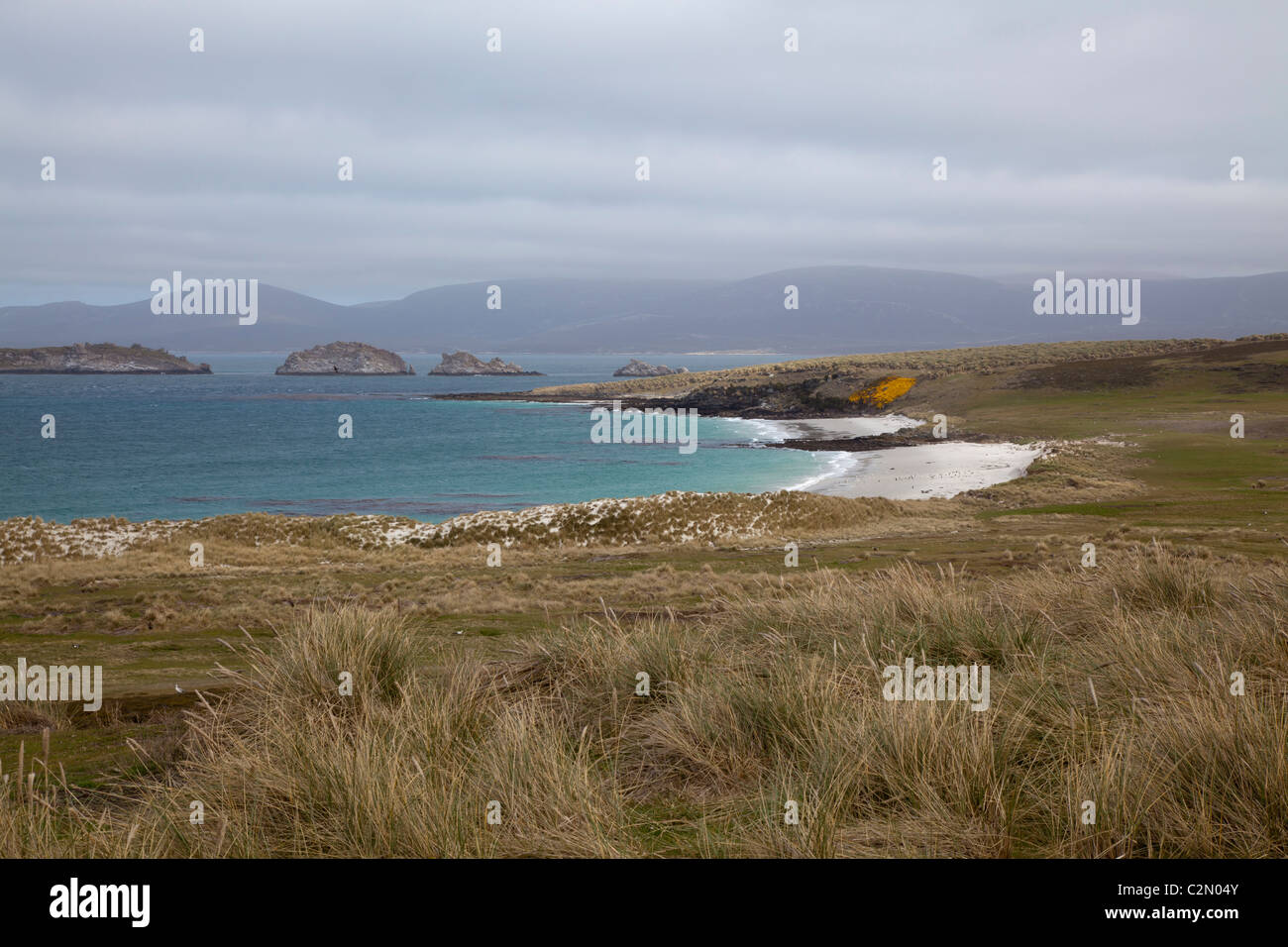A windswept beach on Carcass Island, West Falklands Stock Photo