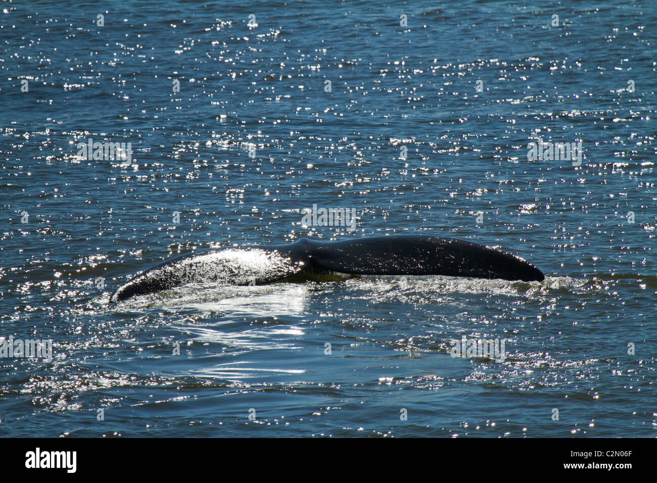 Right whale hi-res stock photography and images - Alamy