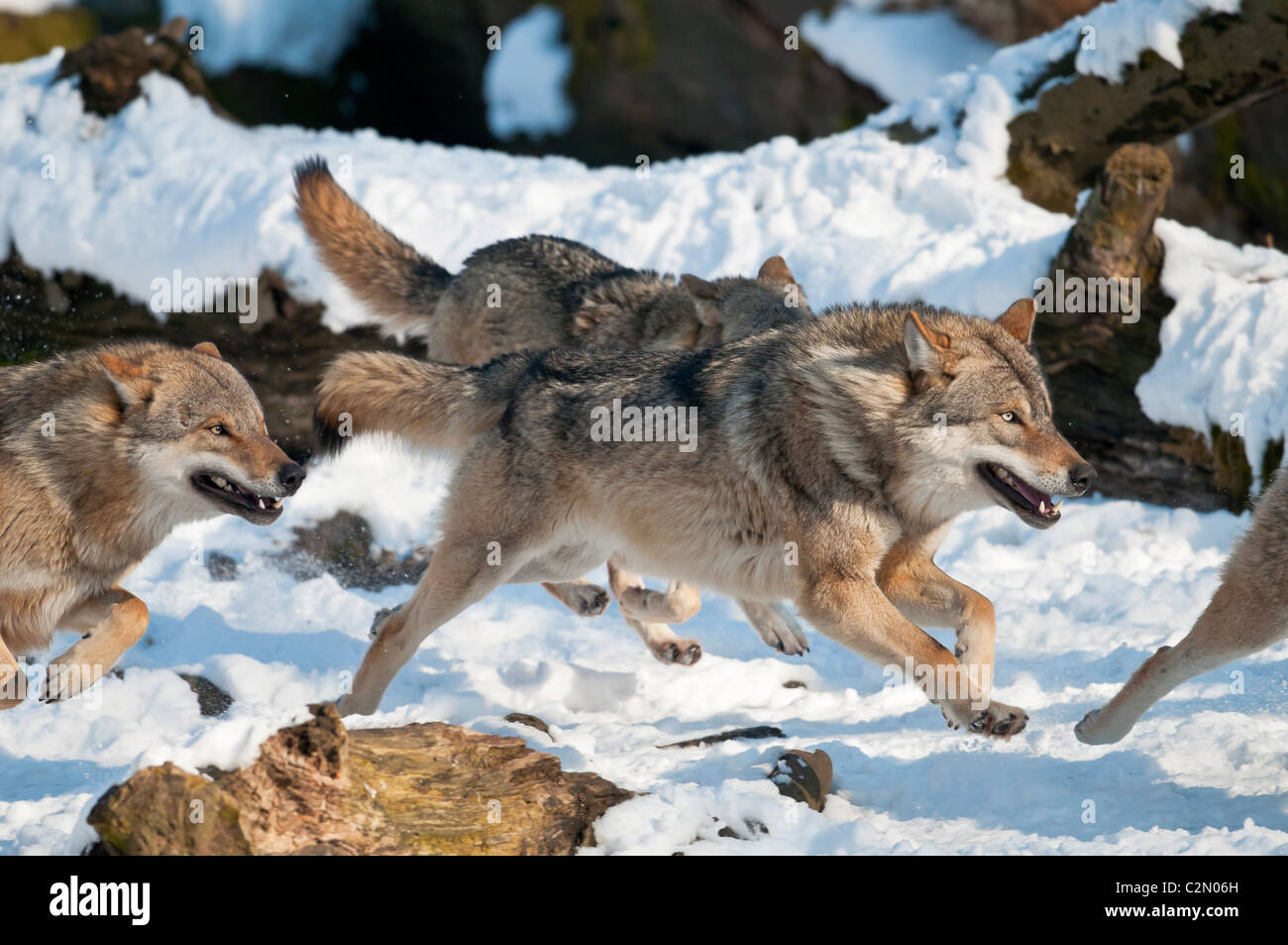 Europäischer Wolf ,Canis lupus, European grey wolf Stock Photo