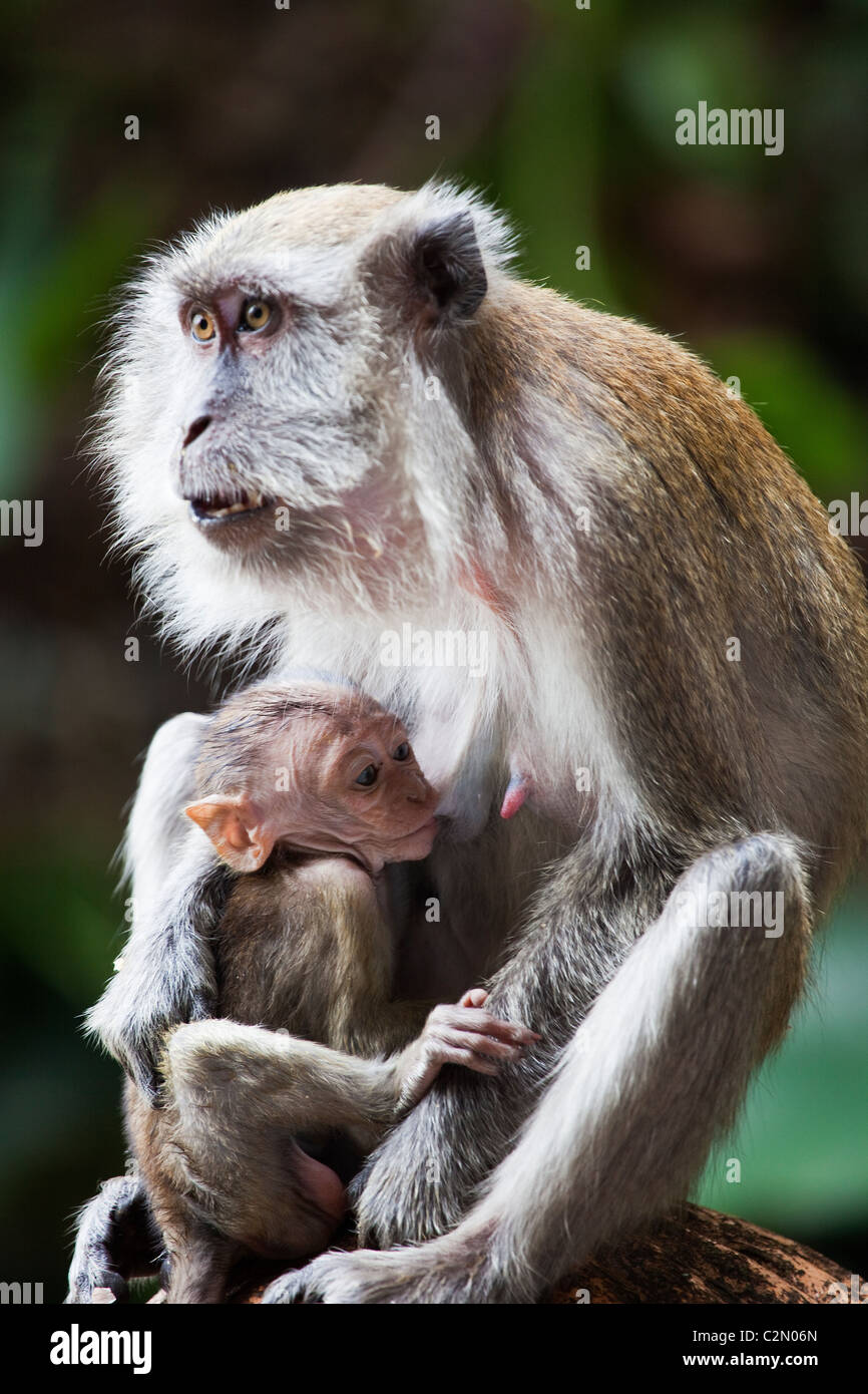 A Monkey and Her Baby Stock Photo