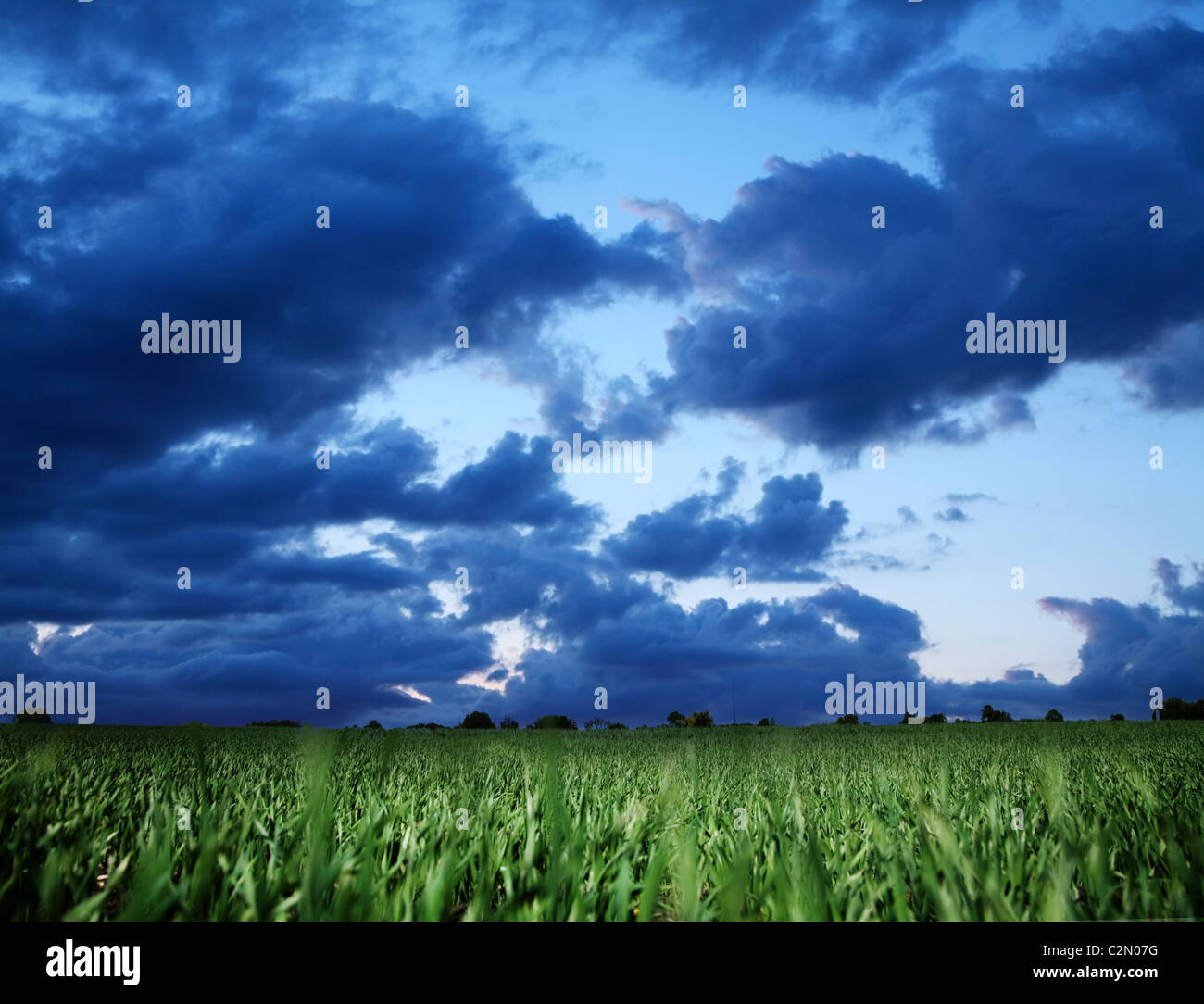 Wheat field and dark blue stormy sky. Stock Photo