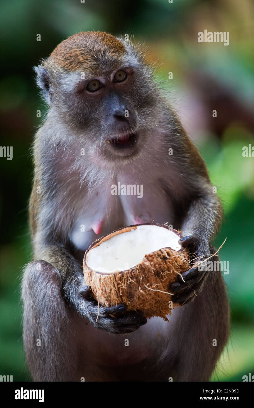 Monkey Eating a Coconut Stock Photo Alamy