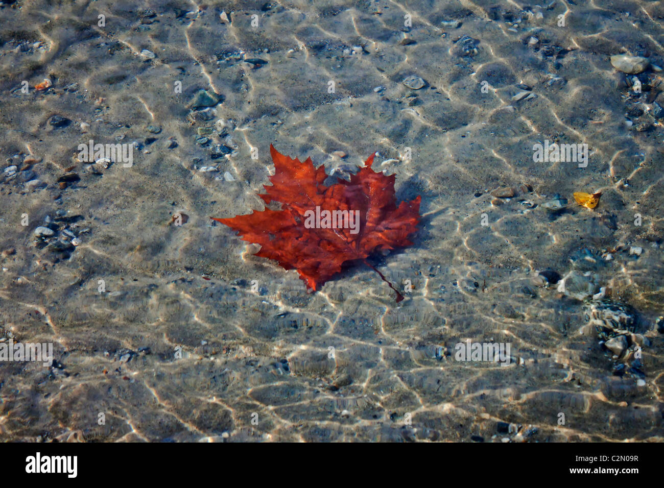 Leaf under water Stock Photo