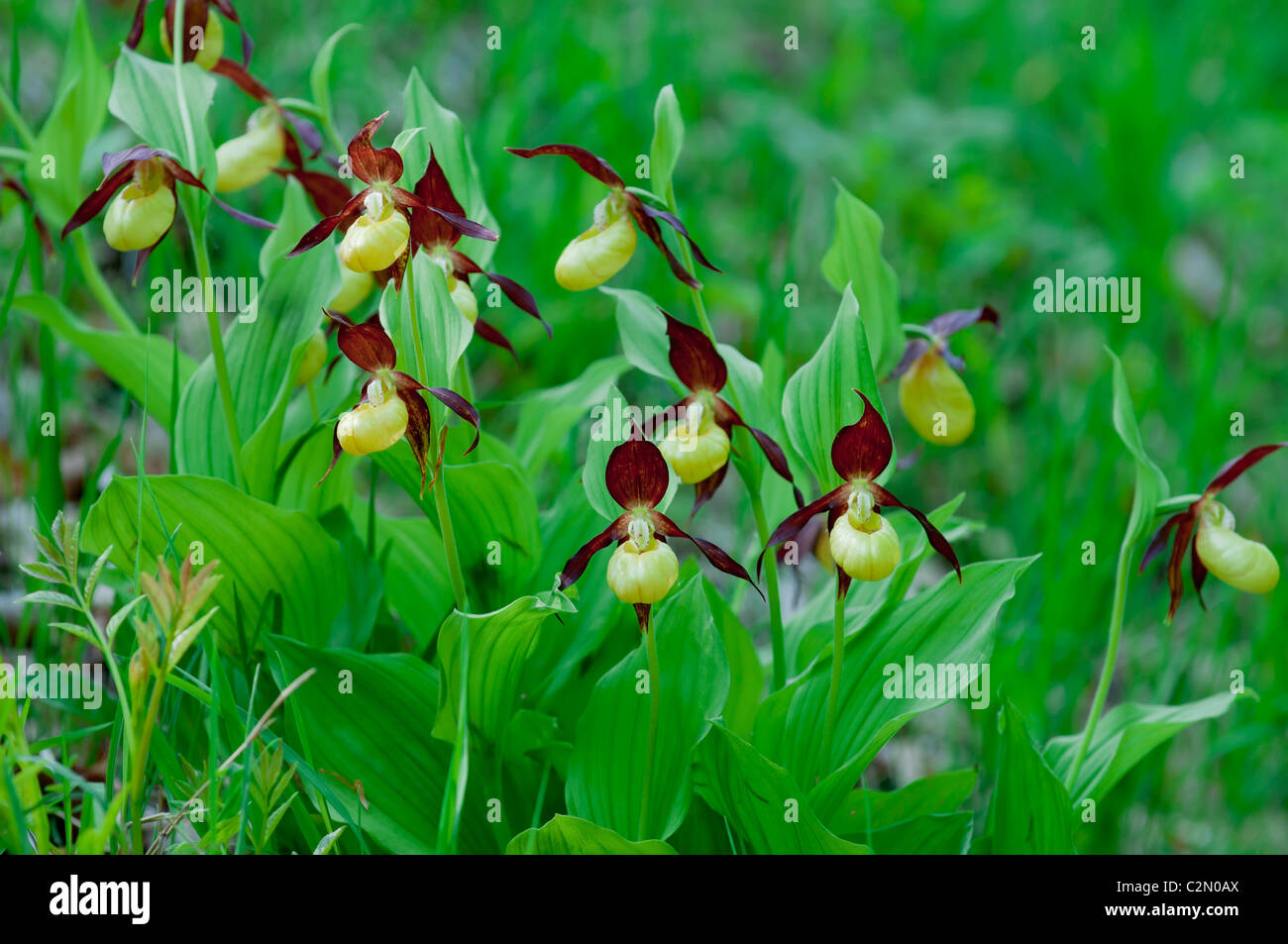 Frauenschuh, Cypripedium calceolus, Lady's Slipper Orchid Stock Photo