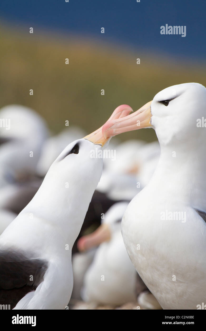 A mated pair of black-browed albatross show their affection, Steeple Jason Island, Falkland Islands Stock Photo