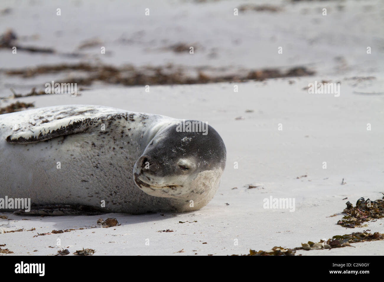 A lost leopard seal rests on the beach at Carcass Island, West Falklands Stock Photo