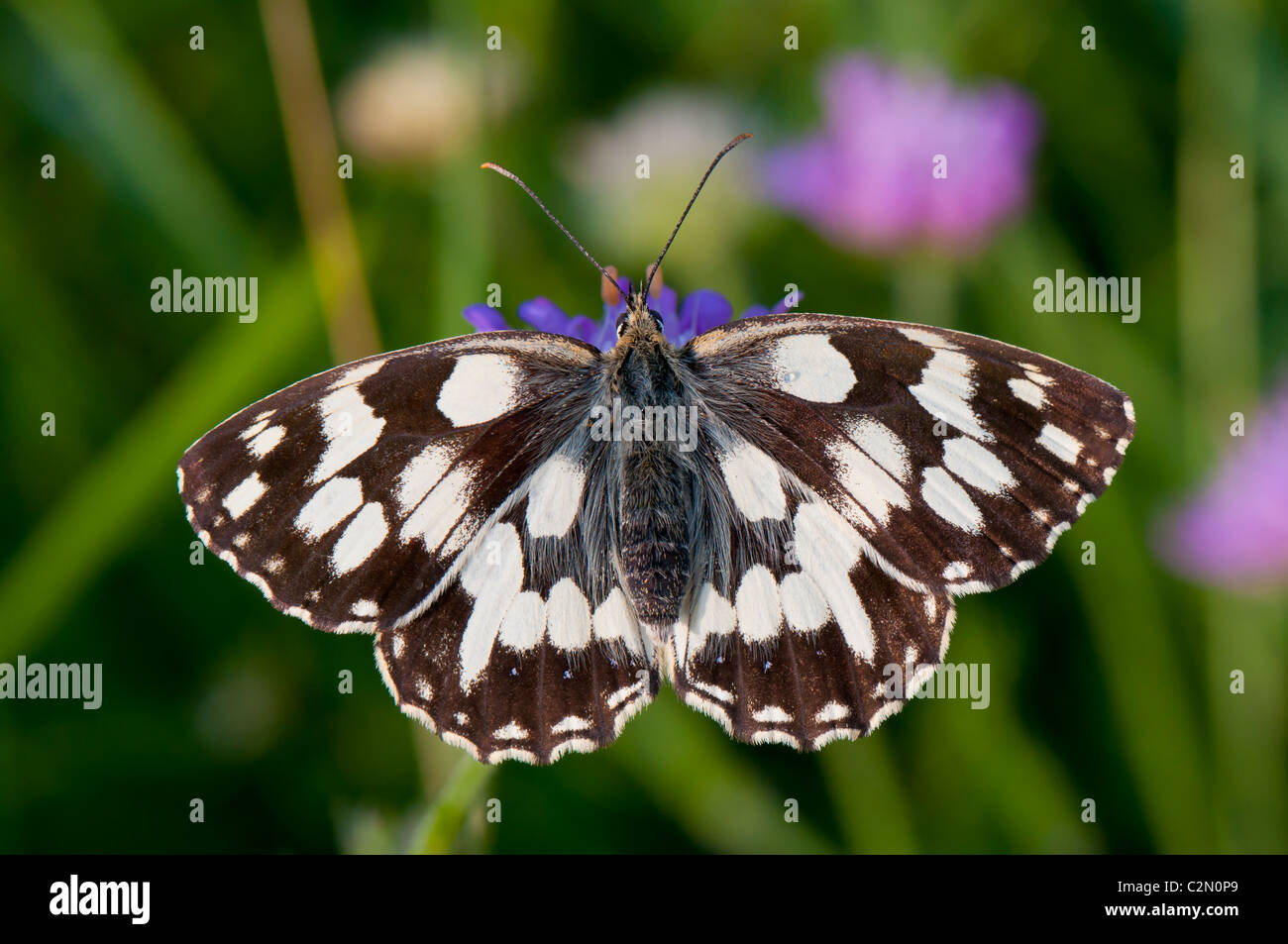 Schachbrettfalter, Melanargia galathea, Marbled white butterfly Stock Photo