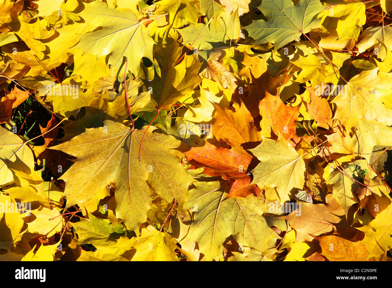 yellow leaves on the ground Stock Photo - Alamy