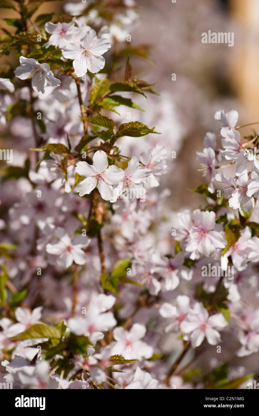 Fruit tree blossom in the 'Sweet Retreat' show garden at RHS Cardiff Flower Show 2011, Wales