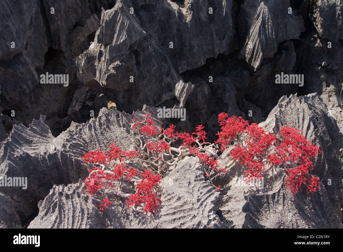 Tsingy, geologic erosion of Ankarana, Madagascar Stock Photo