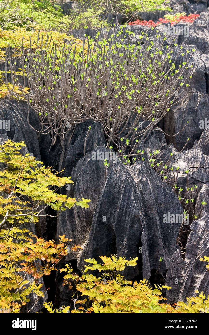 Tsingy, geologic erosion of Ankarana, Madagascar Stock Photo