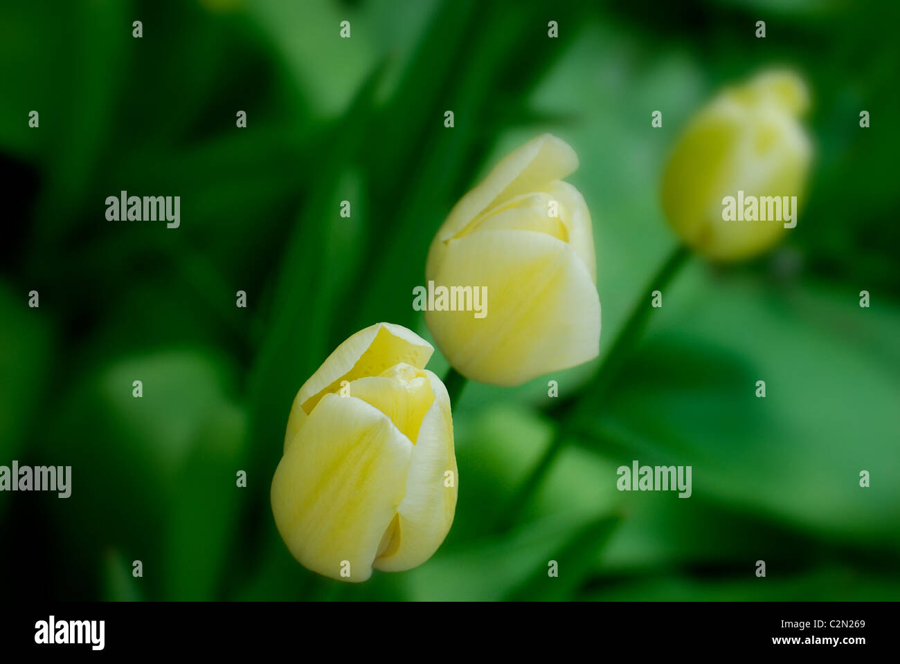 yellow tulips with green foliage background Stock Photo - Alamy