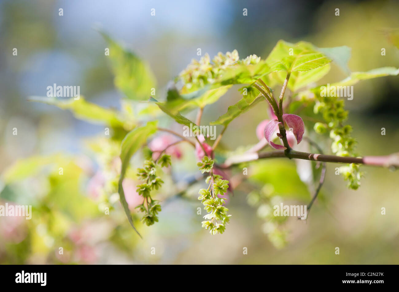 Acer davidii George Forrest flowers. Maple tree Stock Photo