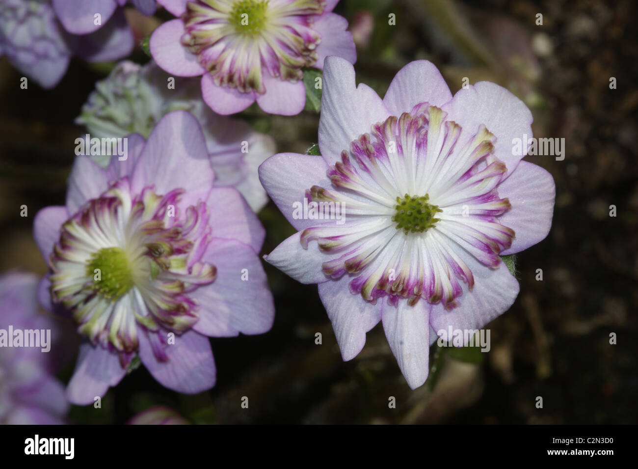 Hepatica nobilis japonica Stock Photo