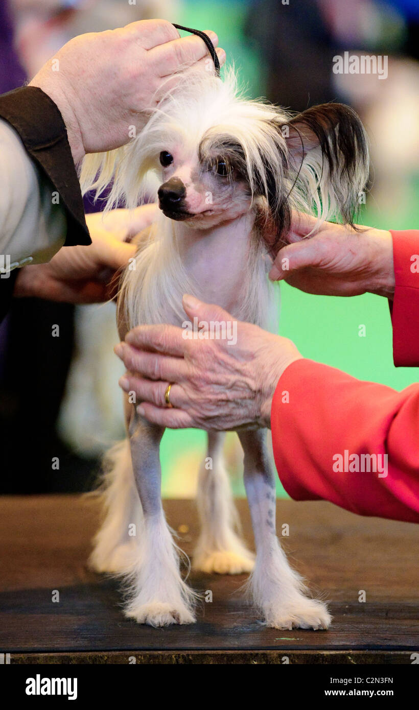 Atomosphere at the third day of the annual dog show 'Crufts' held at the Birmingham NEC Arena, 13th March 2010. Stock Photo