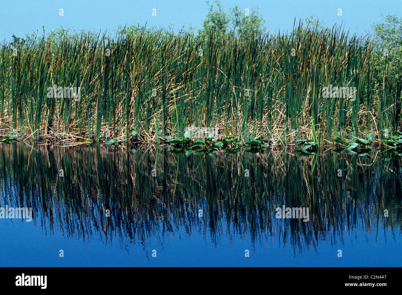 In south Florida, USA, native sawgrass reflects in waters of a vast wetlands wilderness, The Everglades, which is aptly nicknamed the 'River of Grass. Stock Photo