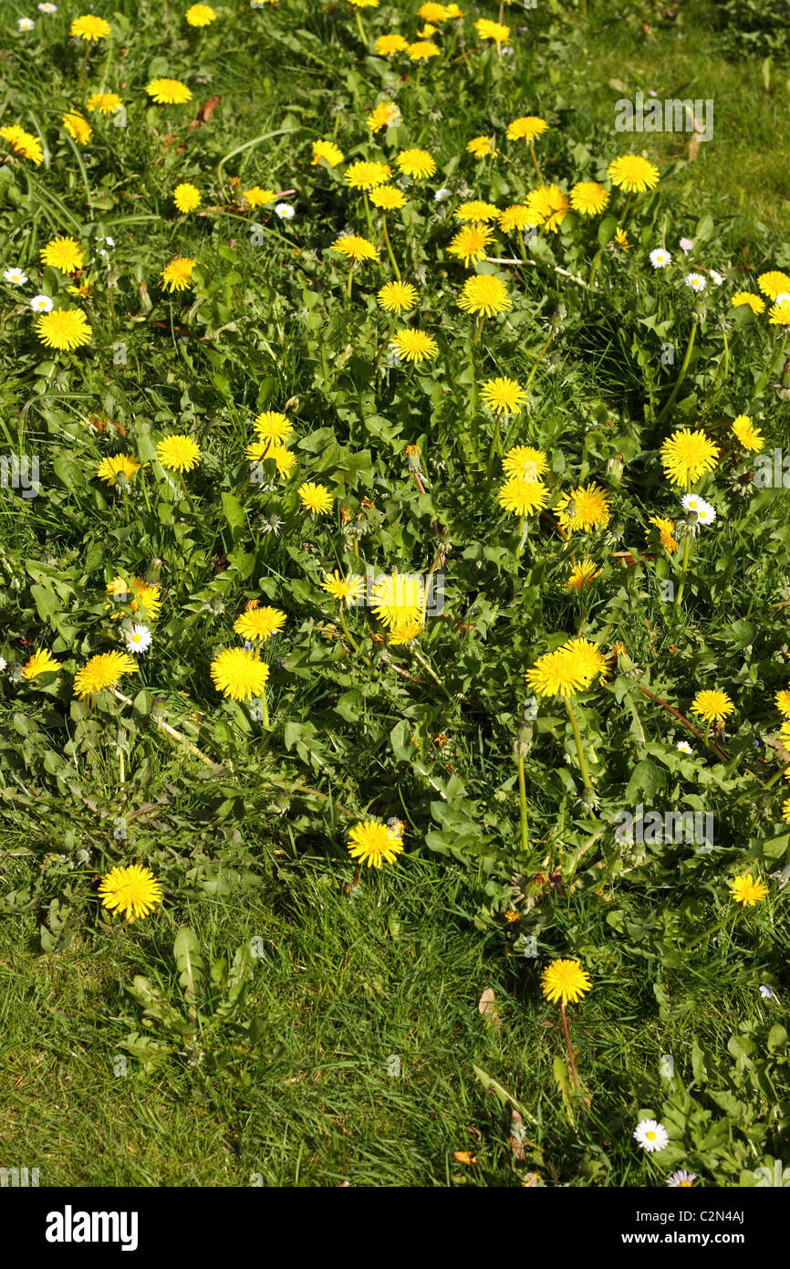 Dandelions on grass lawn Stock Photo