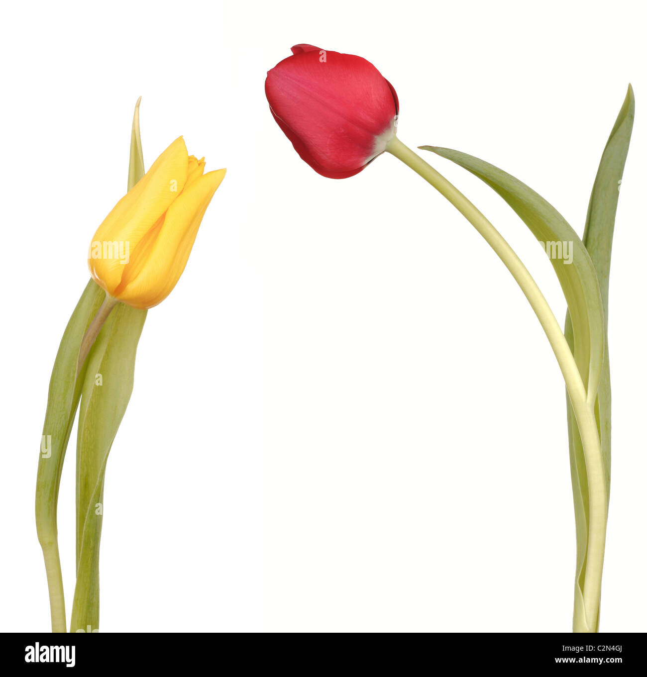Two Tulips in Love Stock Photo