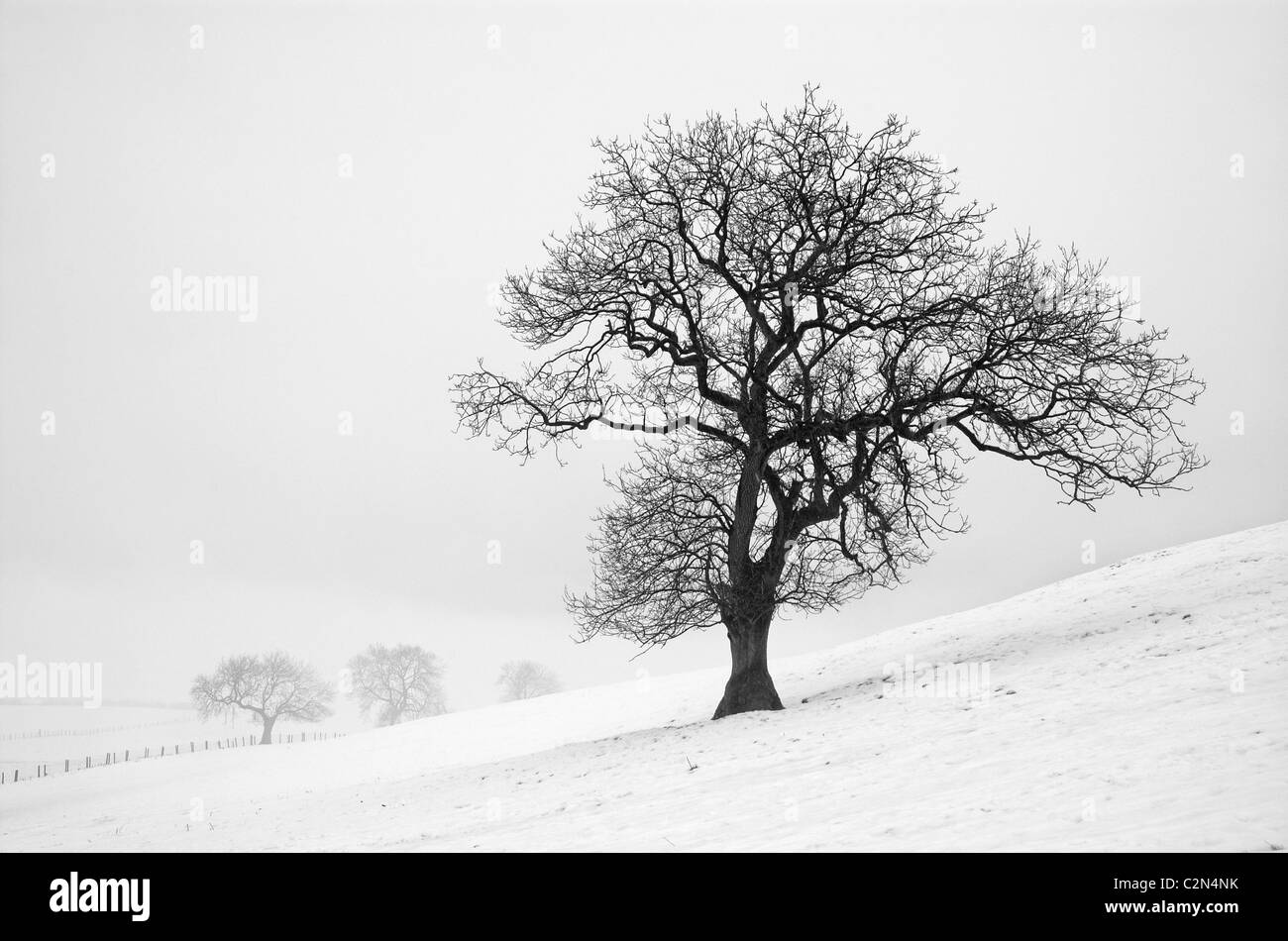 Solitary trees in a winter landscape Stock Photo