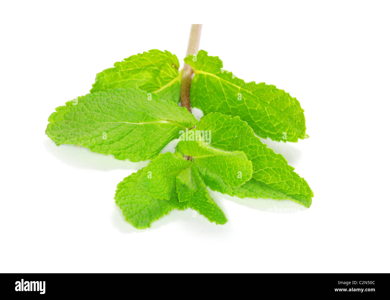 Fresh green mint isolated on white Stock Photo