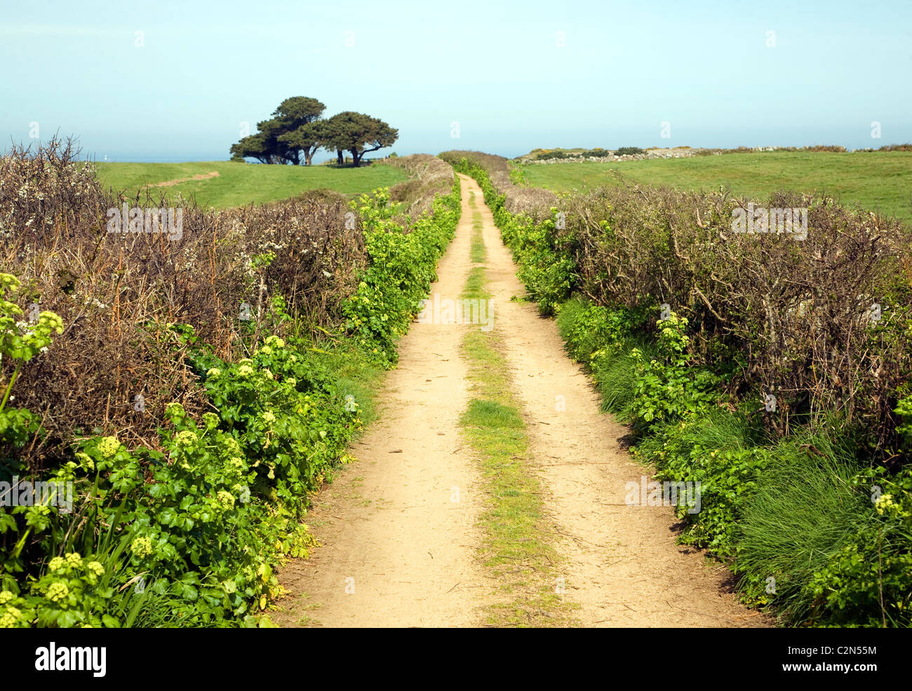 Sandy lane hedgerows tree landscape Herm island, Channel Islands Stock Photo