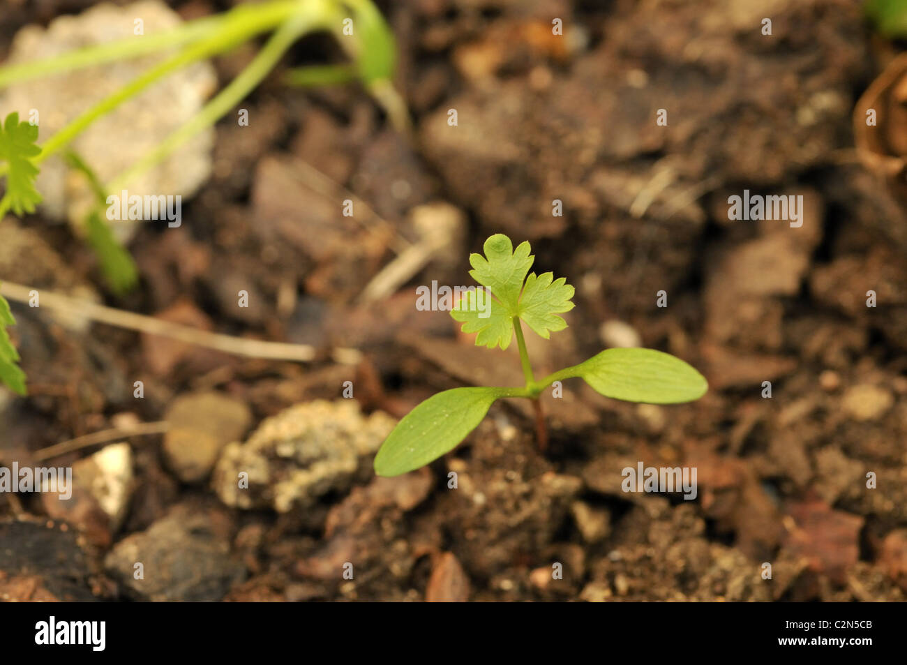 Two embryonic leaves or cotyledons and first true leaf of geranium. Stock Photo