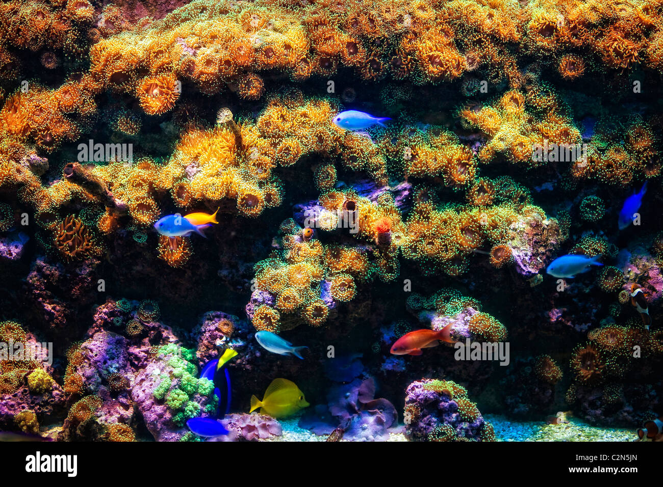 Aquarium with coral and colorful tropical fish closeup Stock Photo