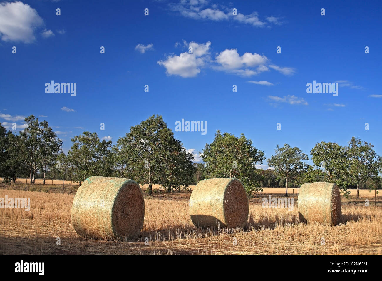 Three haybales in a paddock in outback NSW Australia with gum trees and blue sky. Stock Photo