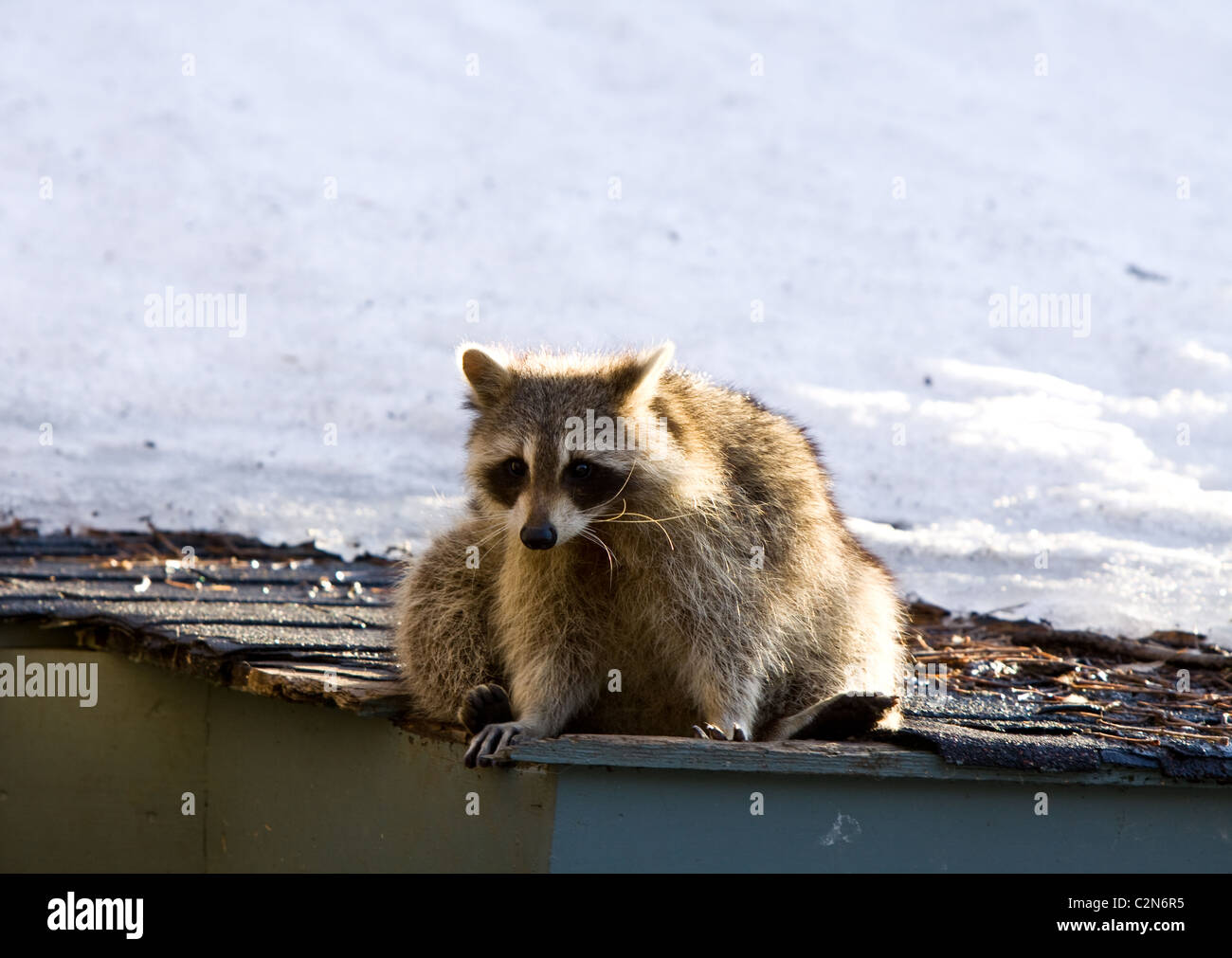 Raccoon standing on the roof Stock Photo Alamy