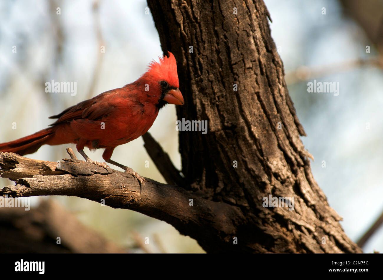Red Cardinal in Tree Stock Photo