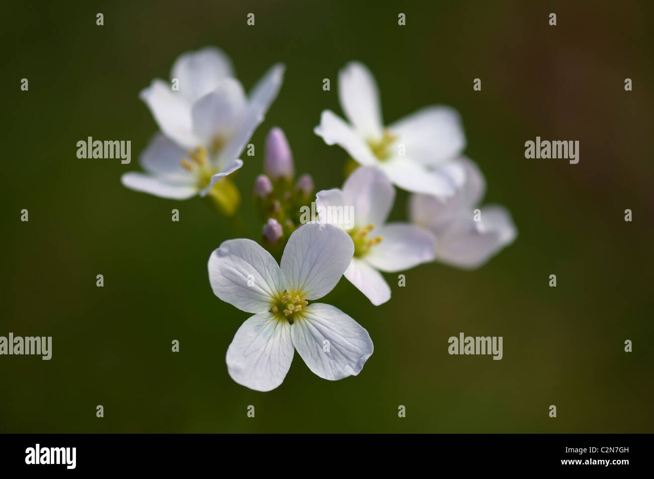 Lady's Smock or Cuckoo Flower. Stock Photo