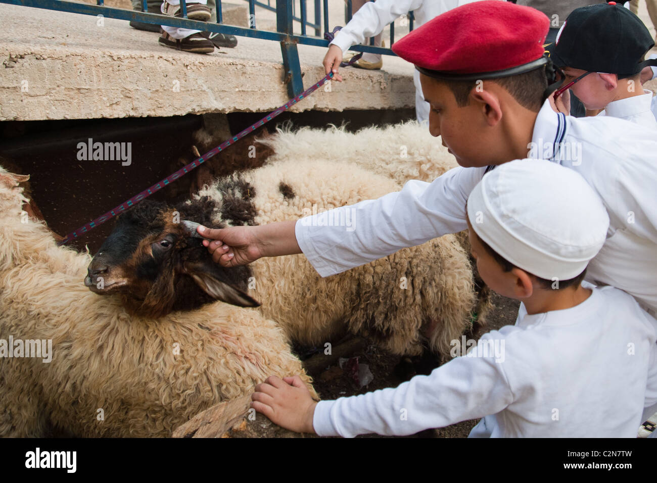 Young Samaritans deliver the lambs soon to be sacrificed for Passover. Mount Gerizim, Israel. 17/04/2011. Stock Photo