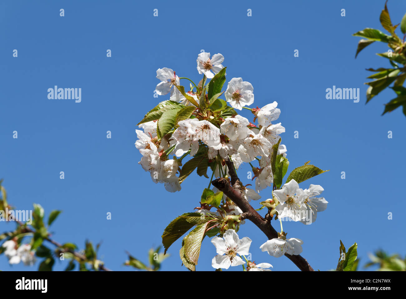 white flowers on a cherry tree under a blue sky Stock Photo