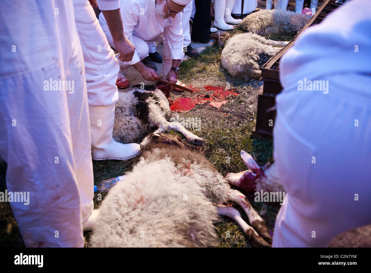 The sacrifice of some 50 lambs for Passover takes no more than a minute.  Mount Gerizim, Israel. 17/04/2011 Stock Photo - Alamy