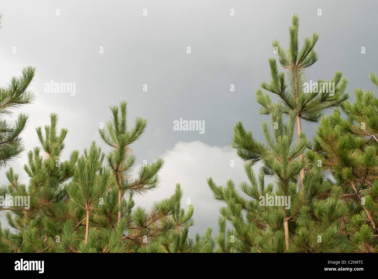 The tops of a group of youngish Scots pine trees in Thetford Forest, Norfolk, England, UK, photographed against a stormy sky Stock Photo